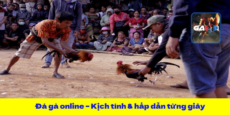 Đá gà online – Kịch tính & hấp dẫn từng giây