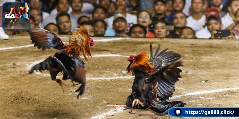 Khái quát chung về đá gà trực tuyến 