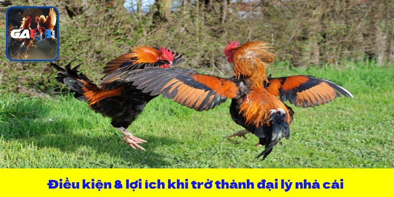 Điều kiện & lợi ích khi trở thành đại lý nhà cái