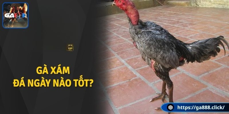 Sự quan trọng khi xem gà xám đá ngày nào tốt